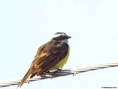 Myiozetetes cayanensis