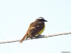 Myiozetetes cayanensis