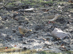 Leptotila plumbeiceps