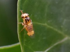 Thaumatomyia notata