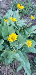 Wyethia mollis