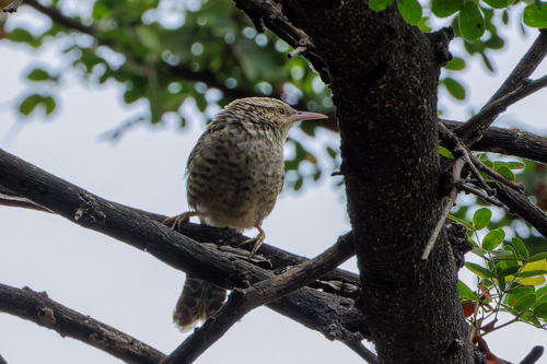 Fasciated Wren (Campylorhynchus fasciatus), photo 6