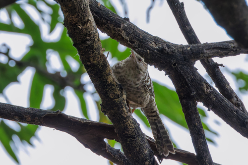 Fasciated Wren (Campylorhynchus fasciatus), photo 7