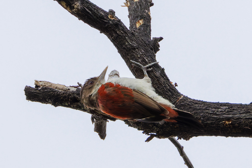Scarlet-backed Woodpecker (Veniliornis callonotus), photo 4