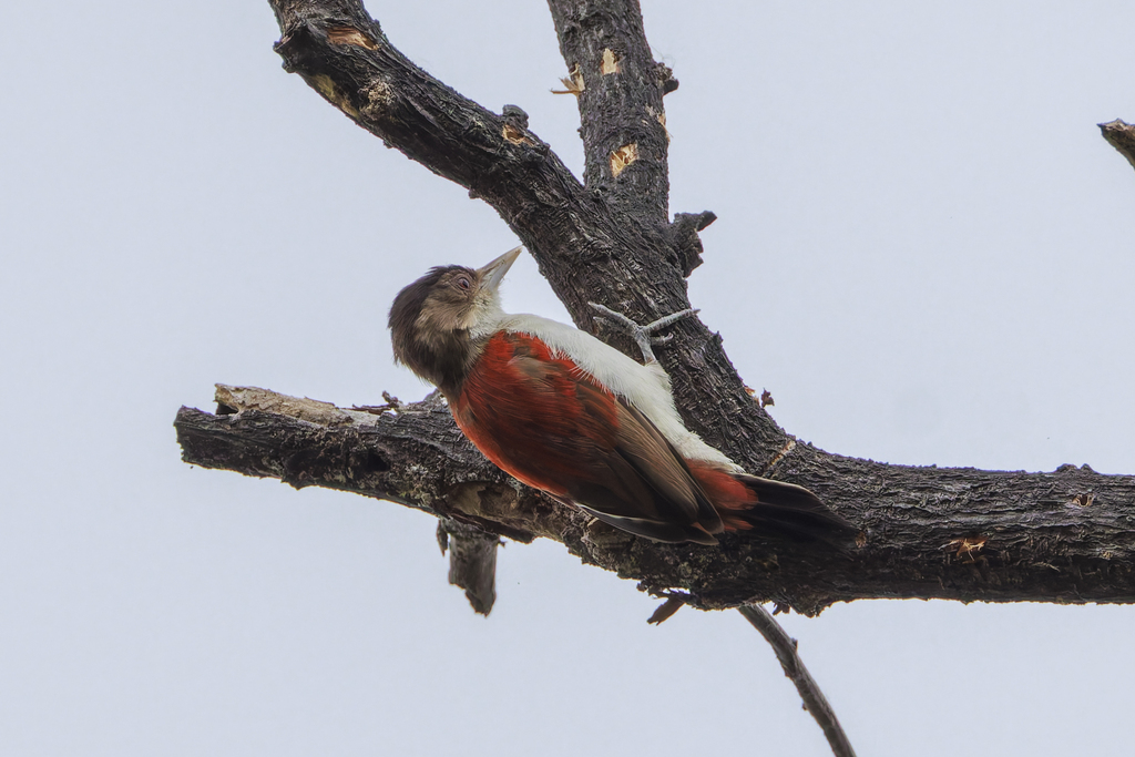 Scarlet-backed Woodpecker