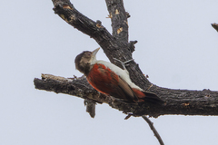 Scarlet-Backed Woodpecker photo 3