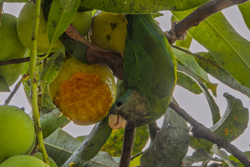 Grey-cheeked Parakeet (Brotogeris pyrrhoptera), photo 10