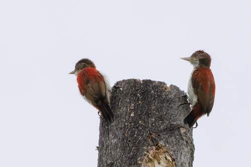 Scarlet-backed Woodpecker (Veniliornis callonotus), photo 10