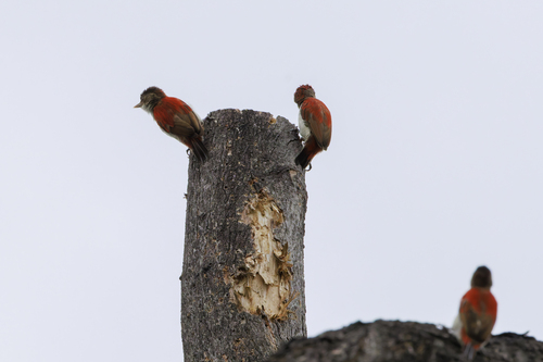 Scarlet-backed Woodpecker (Veniliornis callonotus), photo 9
