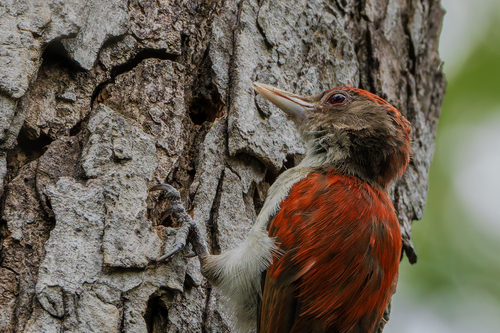 Scarlet-backed Woodpecker (Veniliornis callonotus), photo 7