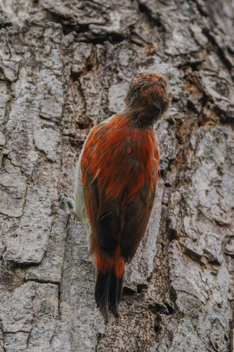 Scarlet-backed Woodpecker (Veniliornis callonotus), photo 8