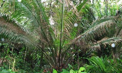 Elaeis oleifera