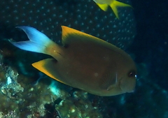 Ctenochaetus tominiensis