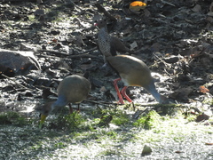 Patagioenas speciosa