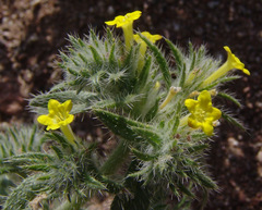 Arnebia hispidissima