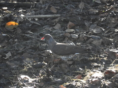 Patagioenas speciosa