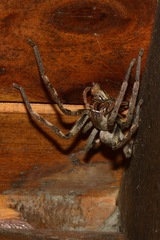 Palystes superciliosus