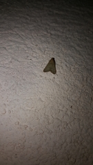 Bostra obsoletalis