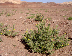 Arnebia hispidissima