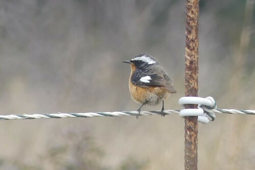 Colirrojo diademado (Phoenicurus moussieri)