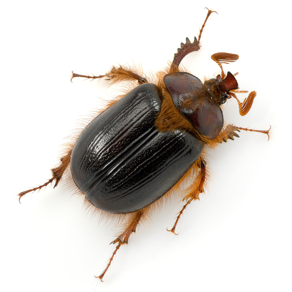 Pleocoma crinita