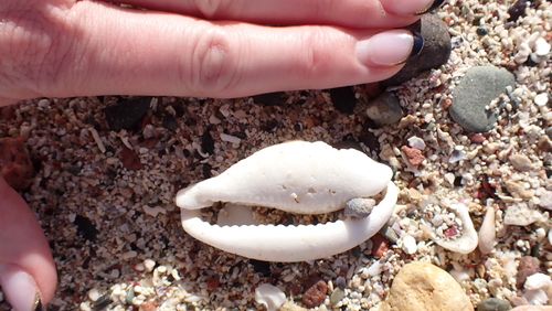 Cypraea pantherina observed 2024-12-28