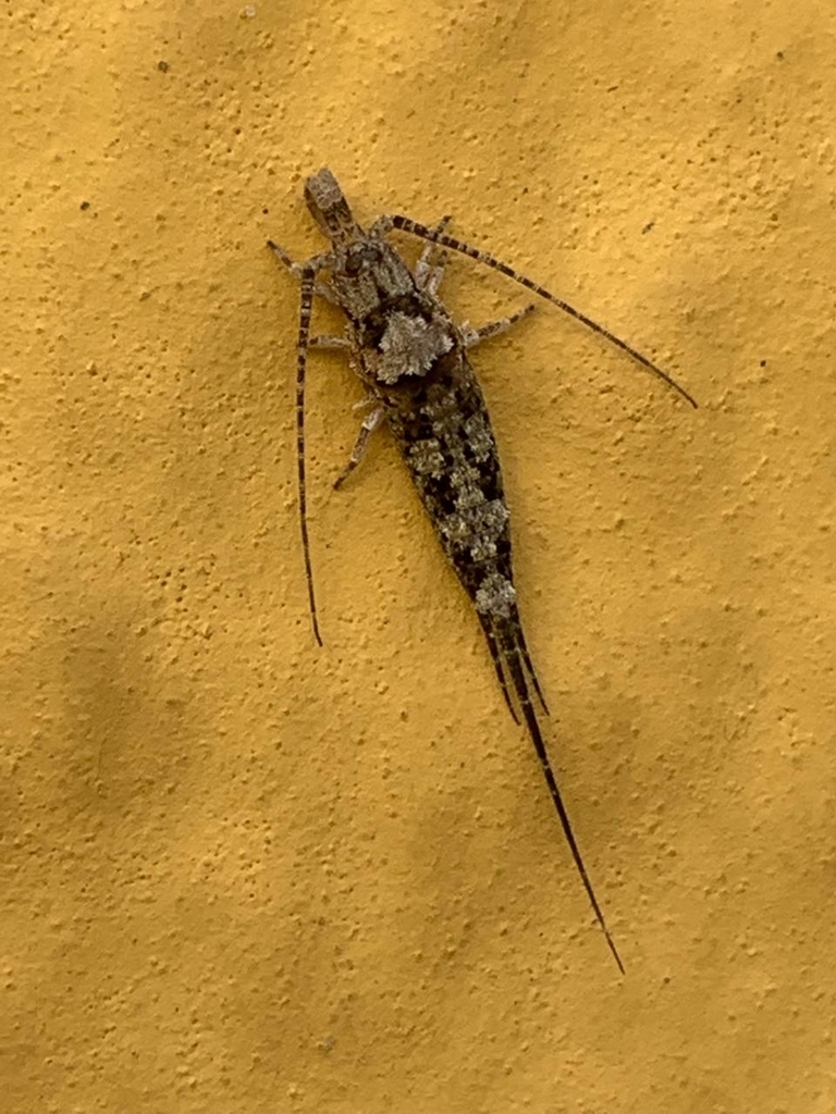 Promesomachilis hispanica