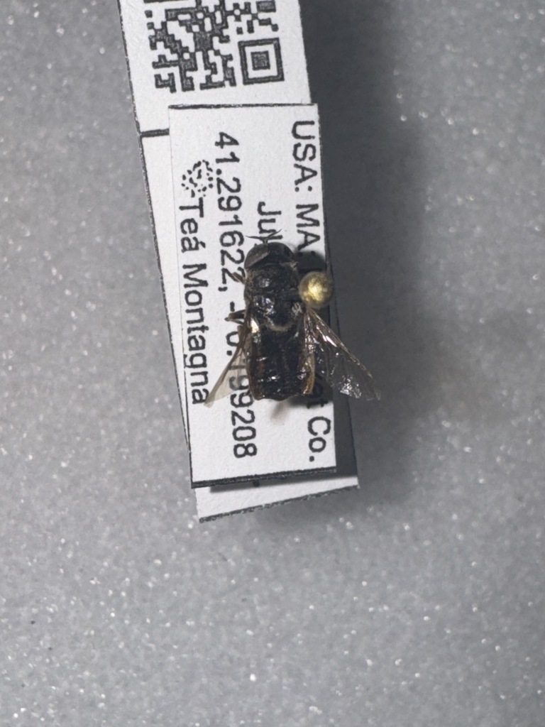 Odontomyia microstoma