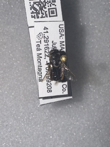 Odontomyia microstoma