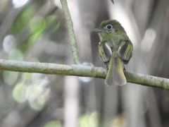 Rhynchocyclus brevirostris