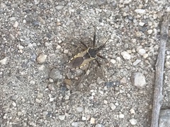 Rhynocoris ventralis