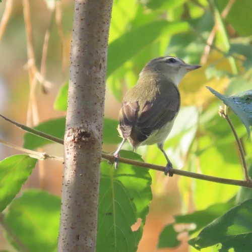 Western Warbling Vireo (Vireo swainsoni)