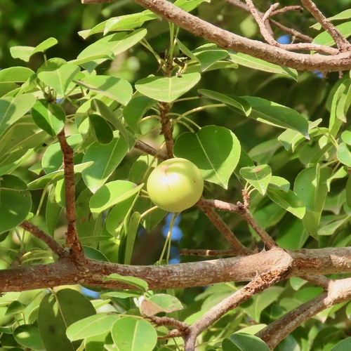 Manchineel (Hippomane mancinella)