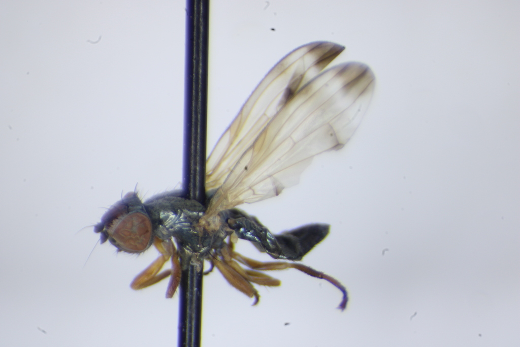 Chaetopsis apicalis