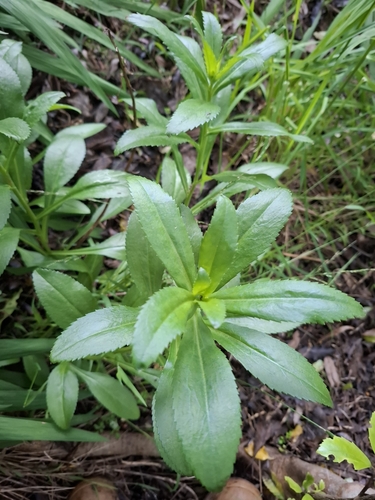 Margarida