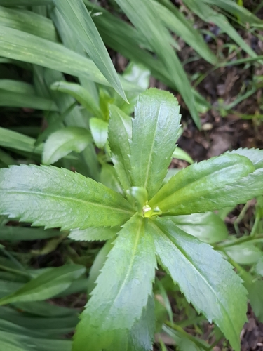 Foto de Margarida
