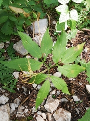 Cardamine enneaphyllos
