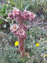 Sempervivum