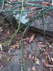 Selenicereus setaceus