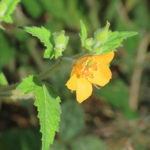 Pega pega (Mentzelia aspera)