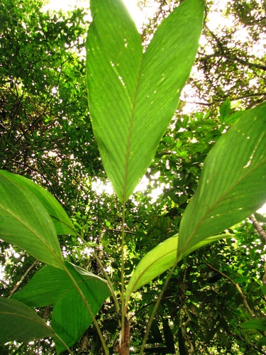 Bactris charnleyae image