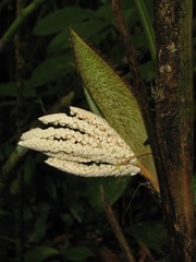 Bactris charnleyae