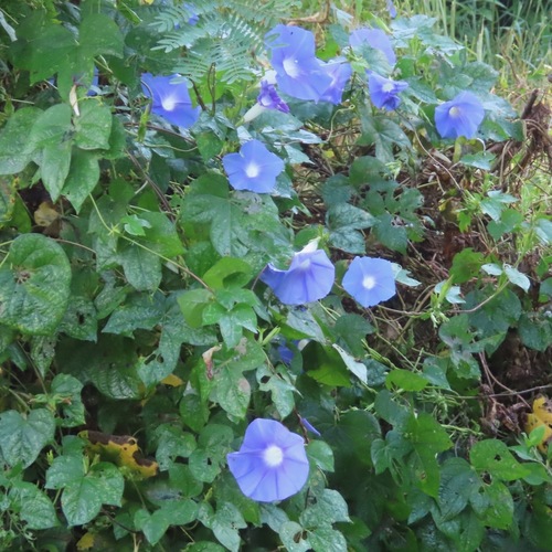 Foto de Corda-de-viola