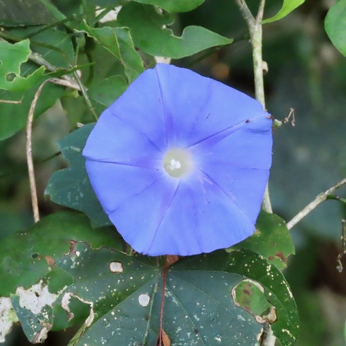 Foto de Corda-de-viola