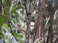 Tunchiornis ochraceiceps
