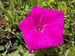 Ipomoea elongata