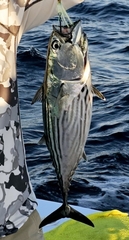 Black Skipjack photo 3