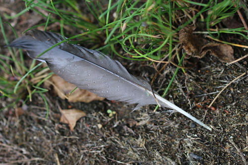 Plume de Foulque macroule