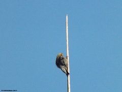 Melanerpes rubricapillus