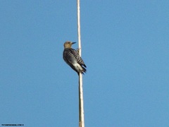 Melanerpes rubricapillus